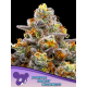 Purple Boost Highness| Feminised, Indoor & Outdoor