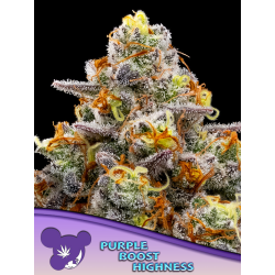 Purple Boost Highness | Feminised, Indoor & Outdoor