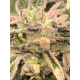 Apple Fritter| Feminised, Indoor & Outdoor