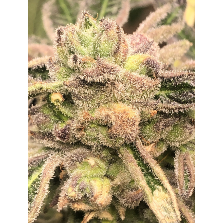 Apple Fritter | Feminised, Indoor & Outdoor