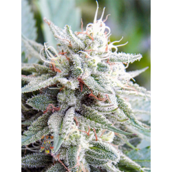 Celestial Dragon  | Indoor & Outdoor