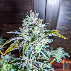 Dragons Dream  | Indoor & Outdoor