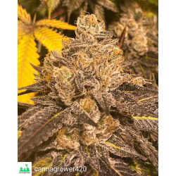 Tahoe Dragon Cookies  | Indoor & Outdoor