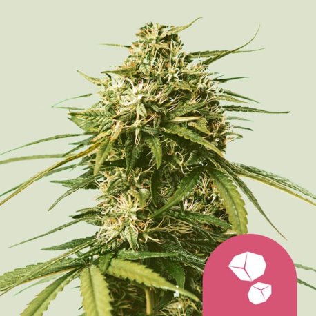 Gushers  | Feminised, Indoor & Outdoor