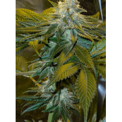 Speed Queen  | Indoor & Outdoor