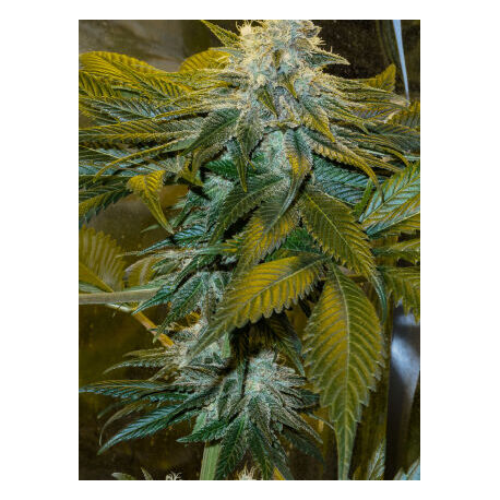 Speed Queen | Indoor & Outdoor