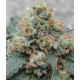 HashTonic CBD | Feminised,  Indoor & Outdoor