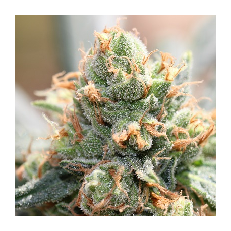 HashTonic CBD | Feminised,  Indoor & Outdoor