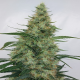 Super Panama Haze | Feminised, Indoor & Outdoor