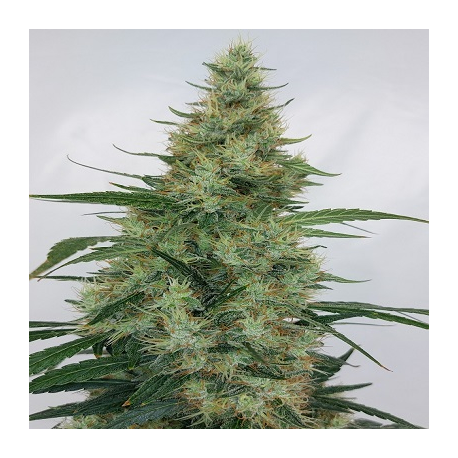 Super Panama Haze | Feminised, Indoor & Outdoor