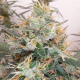 Panama A5 Haze| Feminised, Indoor & Outdoor