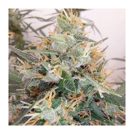 Panama A5 Haze| Feminised, Indoor & Outdoor