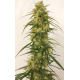 Panama A5 Haze| Feminised, Indoor & Outdoor