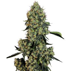 OG Kush | Feminised, Indoor & Outdoor