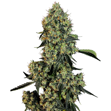 OG Kush | Feminised, Indoor & Outdoor