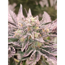 Pink Bacio | Feminised, Indoor & Outdoor