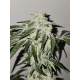 Pink Pie | Feminised, Indoor & Outdoor