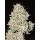 Pink Fritter | Feminised, Indoor & Outdoor