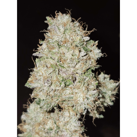 Pink Fritter | Feminised, Indoor & Outdoor