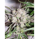 Pink Fritter | Feminised, Indoor & Outdoor