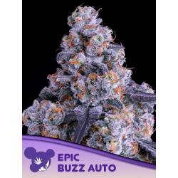 Epic Buzz Auto | Feminised, Auto, Indoor & Outdoor