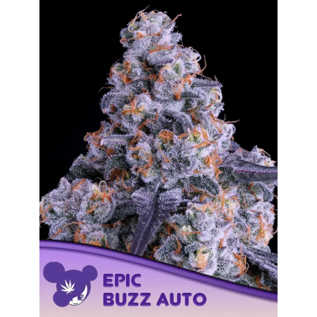 Epic Buzz Auto | Feminised, Auto, Indoor & Outdoor