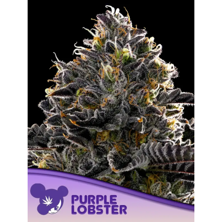 Purple Lobster  | Feminised, Indoor & Outdoor