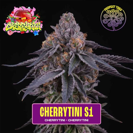 CherryTini S1 | Feminised, Indoor & Outdoor