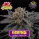 CherryMosa | Feminised, Indoor & Outdoor