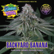 Backjard Banana | Indoor & Outdoor