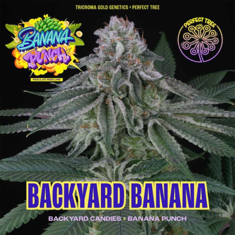 Backjard Banana | Indoor & Outdoor