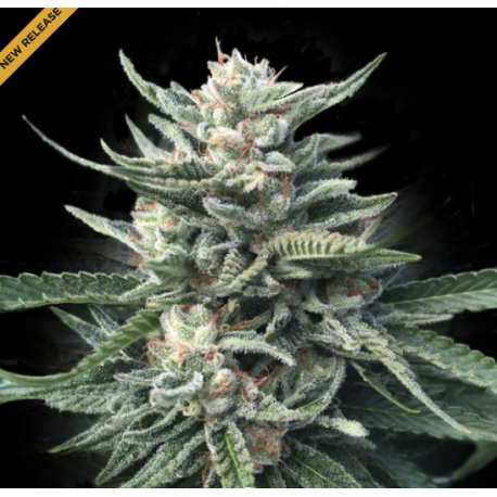 Chocolope 256 | Feminised, Indoor & Outdoor