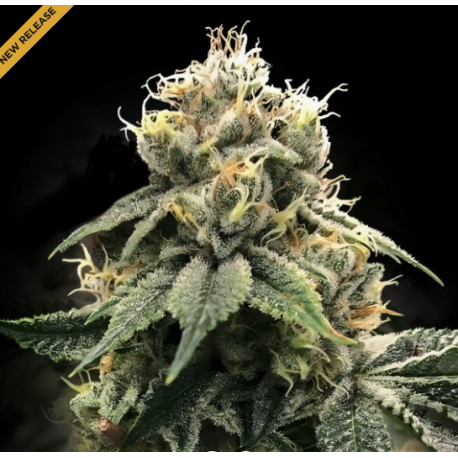 C.T.S Aka "Chocolate Truffle Shuffle" |  Indoor & Outdoor