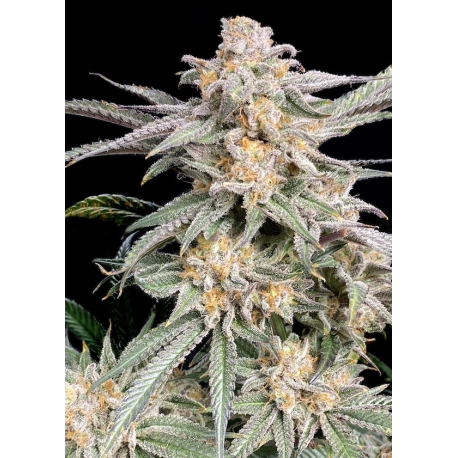 Snoop's Punch | Feminised, Indoor & Outdoor