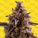 Black Orchid Auto | Feminised, Auto, Indoor & Outdoor