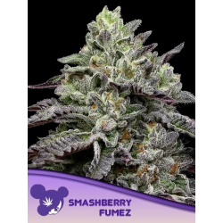 Smashberry Fumez | Feminised, Indoor & Outdoor