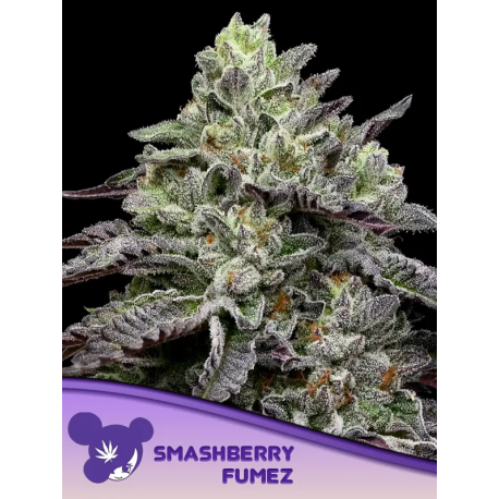 Smashberry Fumez | Feminised, Indoor & Outdoor