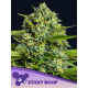 Sticky Boof  | Feminised, Indoor & Outdoor