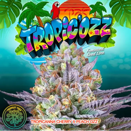 TropicOzz | Feminised, Indoor & Outdoor