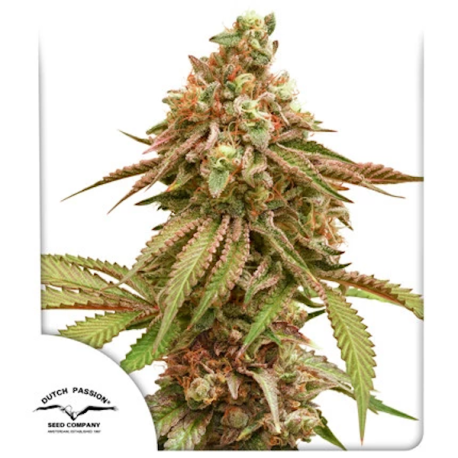 Tropical Tangie | Feminised, Indoor & Outdoor