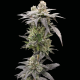 Dark Saber | Feminised, Indoor & Outdoor