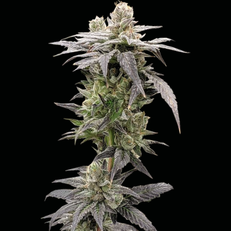 Dark Saber  | Feminised, Indoor & Outdoor