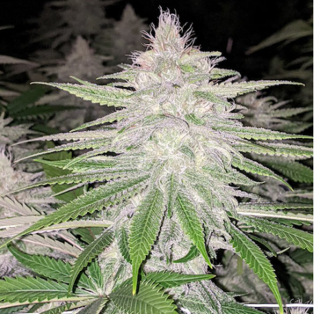 Starkiller Haze | Indoor & Outdoor