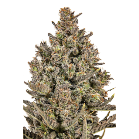 Jym's Lemon Haze | Feminised, Indoor & Outdoor