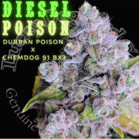 Diesel Poison  | Indoor & Outdoor