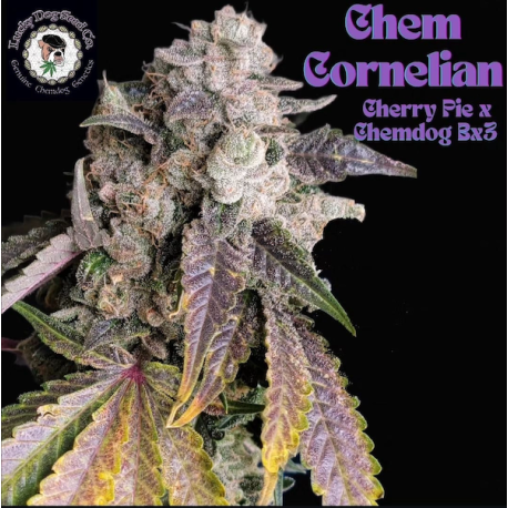 Chem Cornelian| Indoor & Outdoor