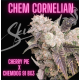 Chem Cornelian| Indoor & Outdoor