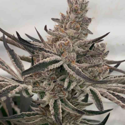 Deluxe Sugar Cane | Feminised, Indoor