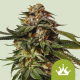 Special Queen 1 Auto  | Feminised, Auto, Indoor & Outdoor