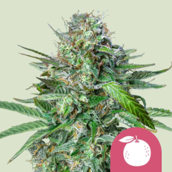 Tangie  | Feminised, Indoor & Outdoor